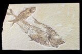 Fossil Fish (Diplomystus) With Knightia - Green River Formation #159071-1